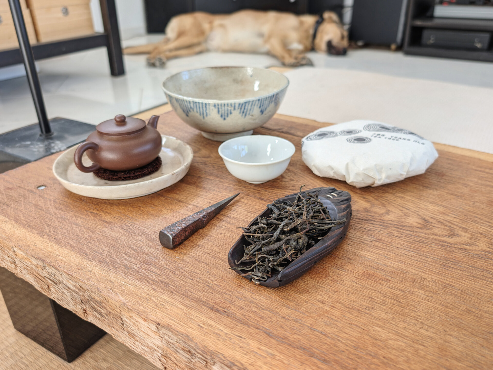 2026 766 years old tea tree (prSK)