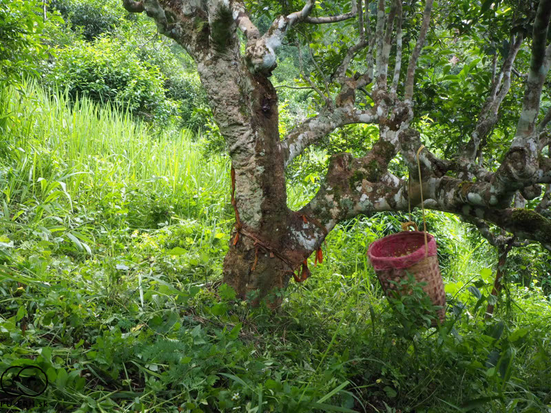 Thailand Gushu