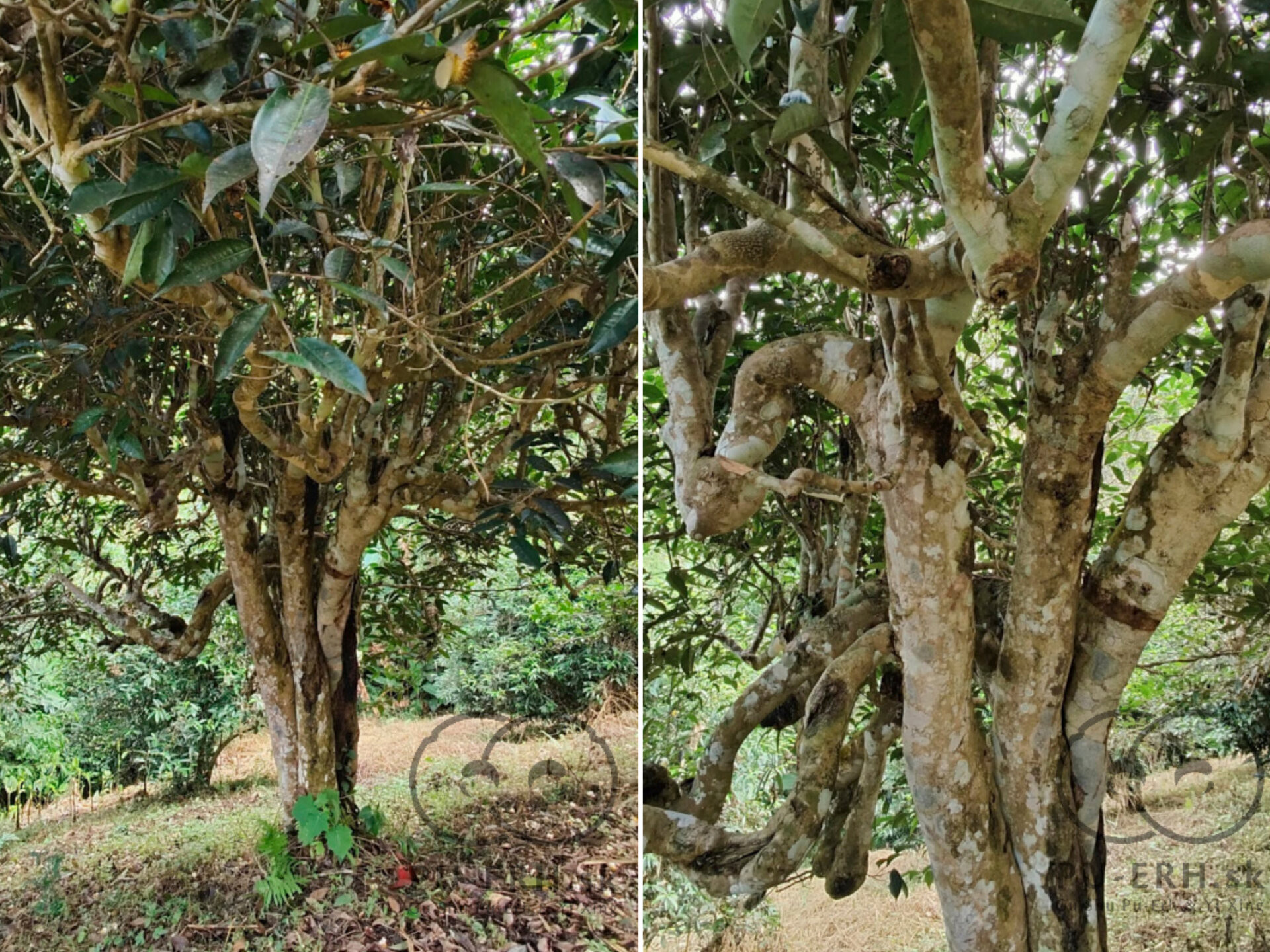 2026 750 years old tea tree (prSK) 2026 750 years old tea tree (prSK)
