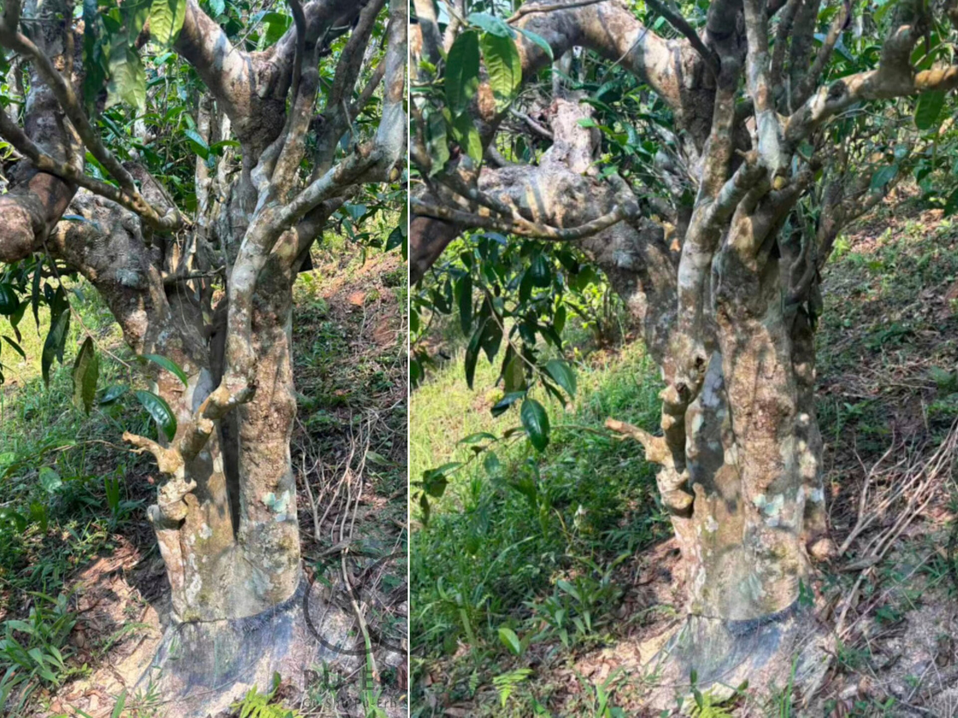 2026 883 years old tea tree (prSK)